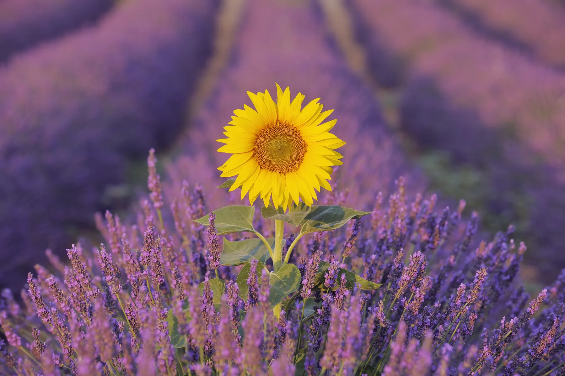 Girasol amarillo entre flores moradas